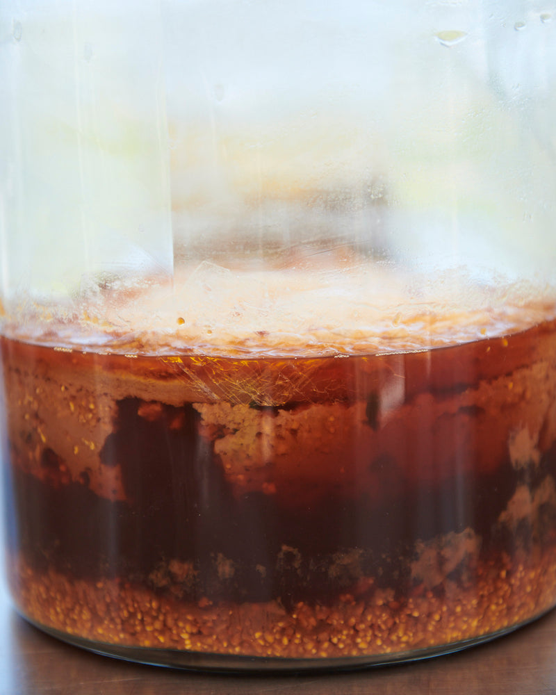 Garum fermenting in glass jar