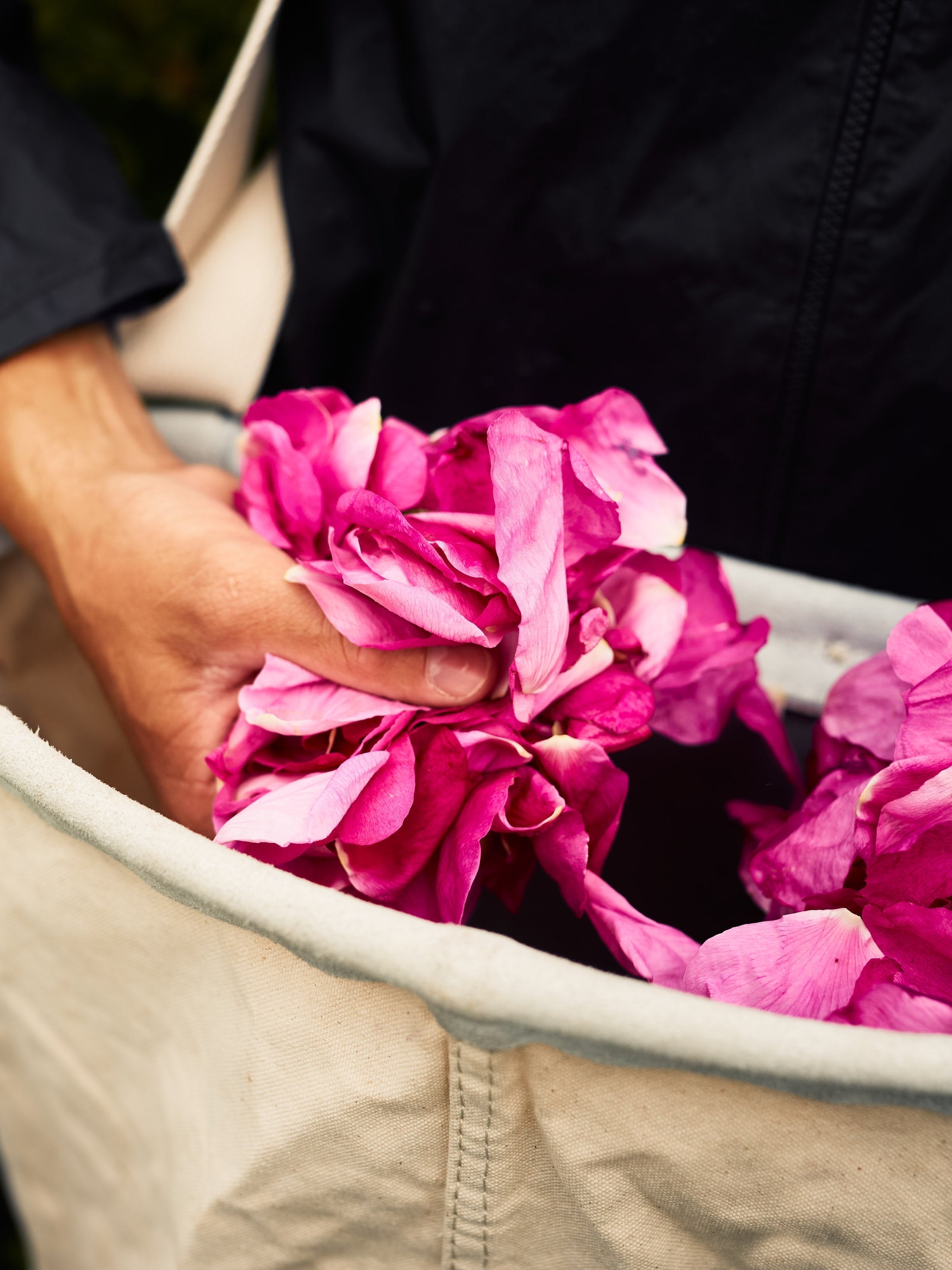 Roses Across Cultures Used in Cooking