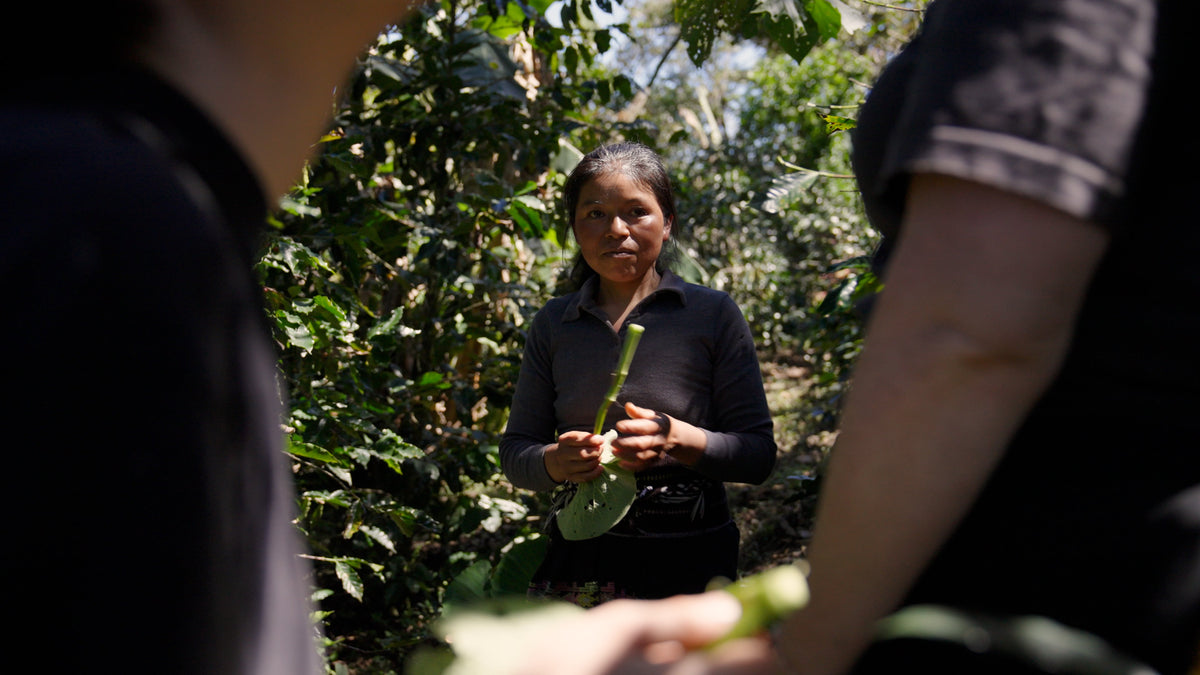 Noma Kaffe 001: Tenejapa Garnica & Guji Heirloom