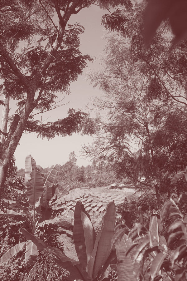 A Circular Blueprint for Coffee: Introducing Bette Buna