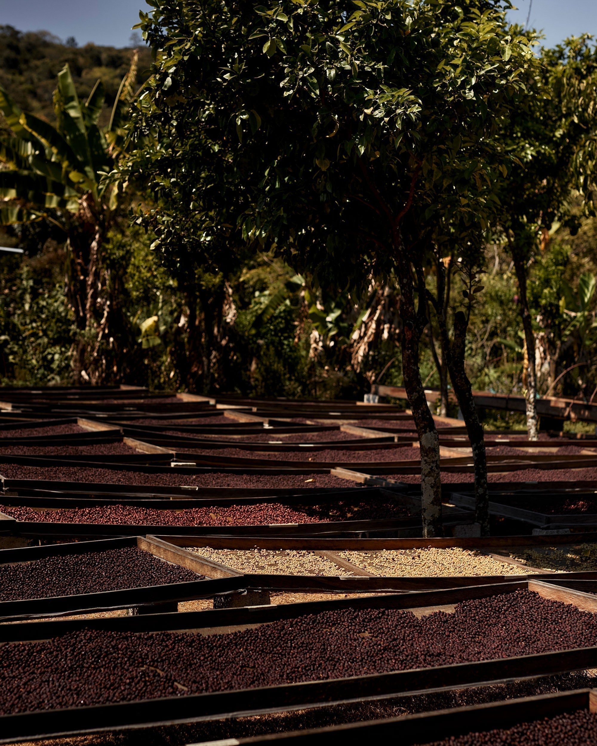 January 2026: A Single Day's Harvest | Beneficio Comunitario San Pedro
