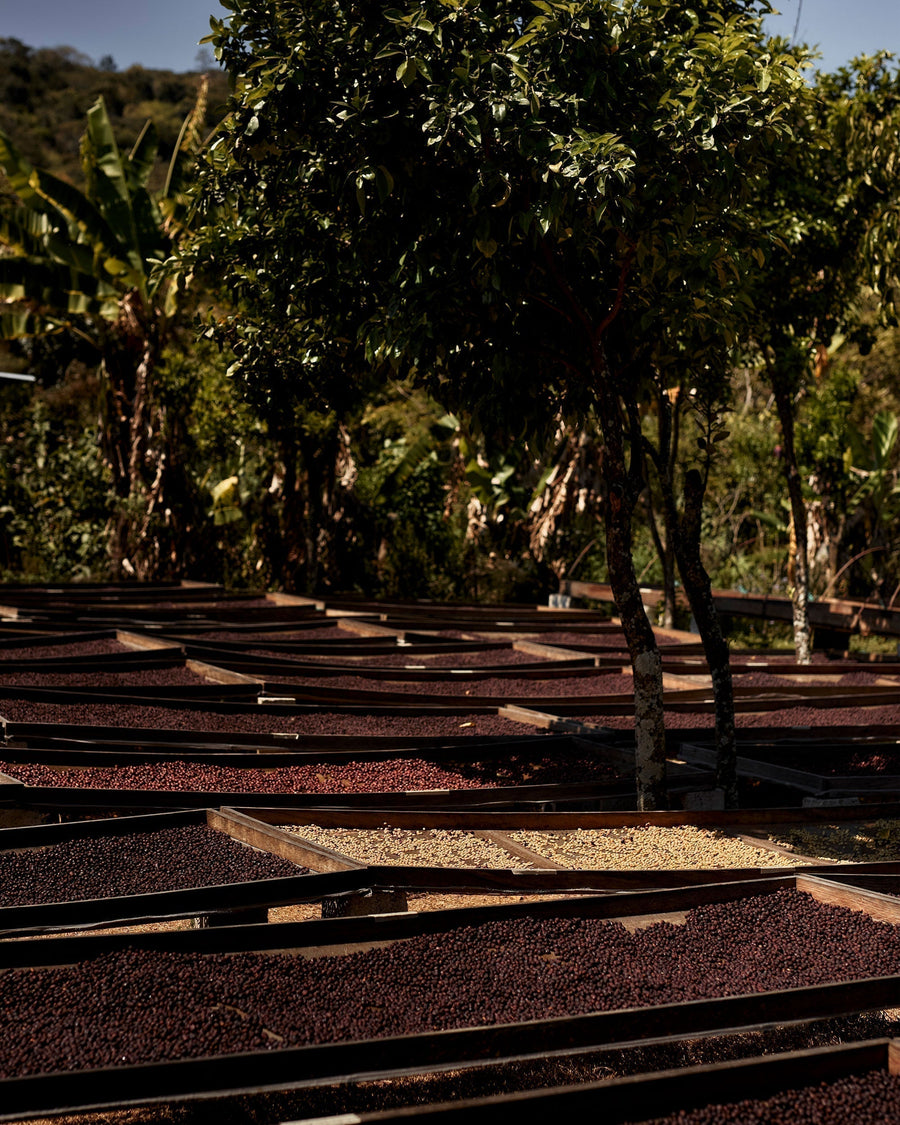 January 2026: A Single Day's Harvest | Beneficio Comunitario San Pedro