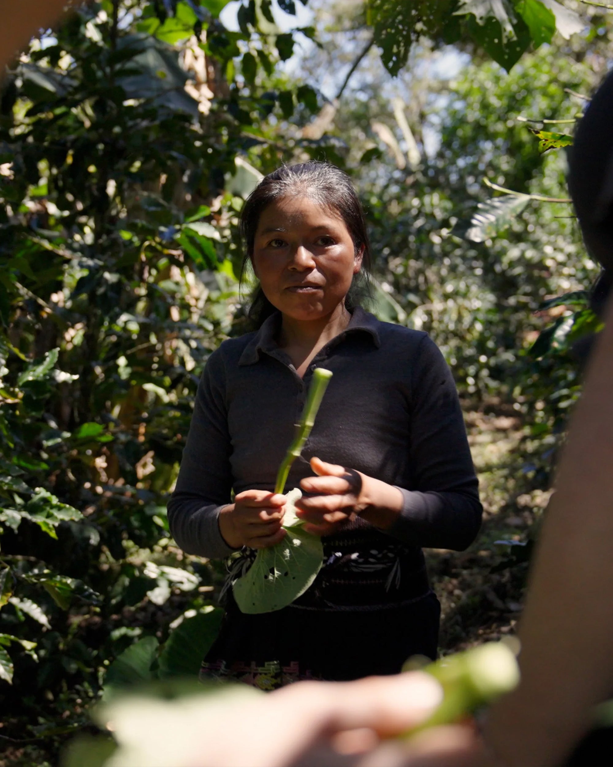 Noma Kaffe 001: Tenejapa Garnica & Guji Heirloom