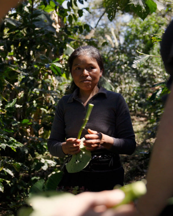 Noma Kaffe 001: Tenejapa Garnica & Guji Heirloom