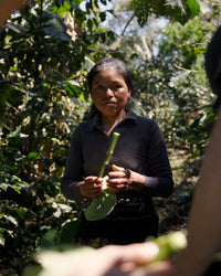 Campesinos de Tenejapa, Filter Roast