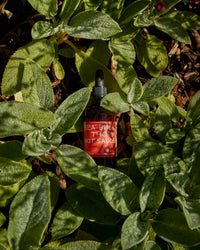 Sea Buckthorn Hot Sauce