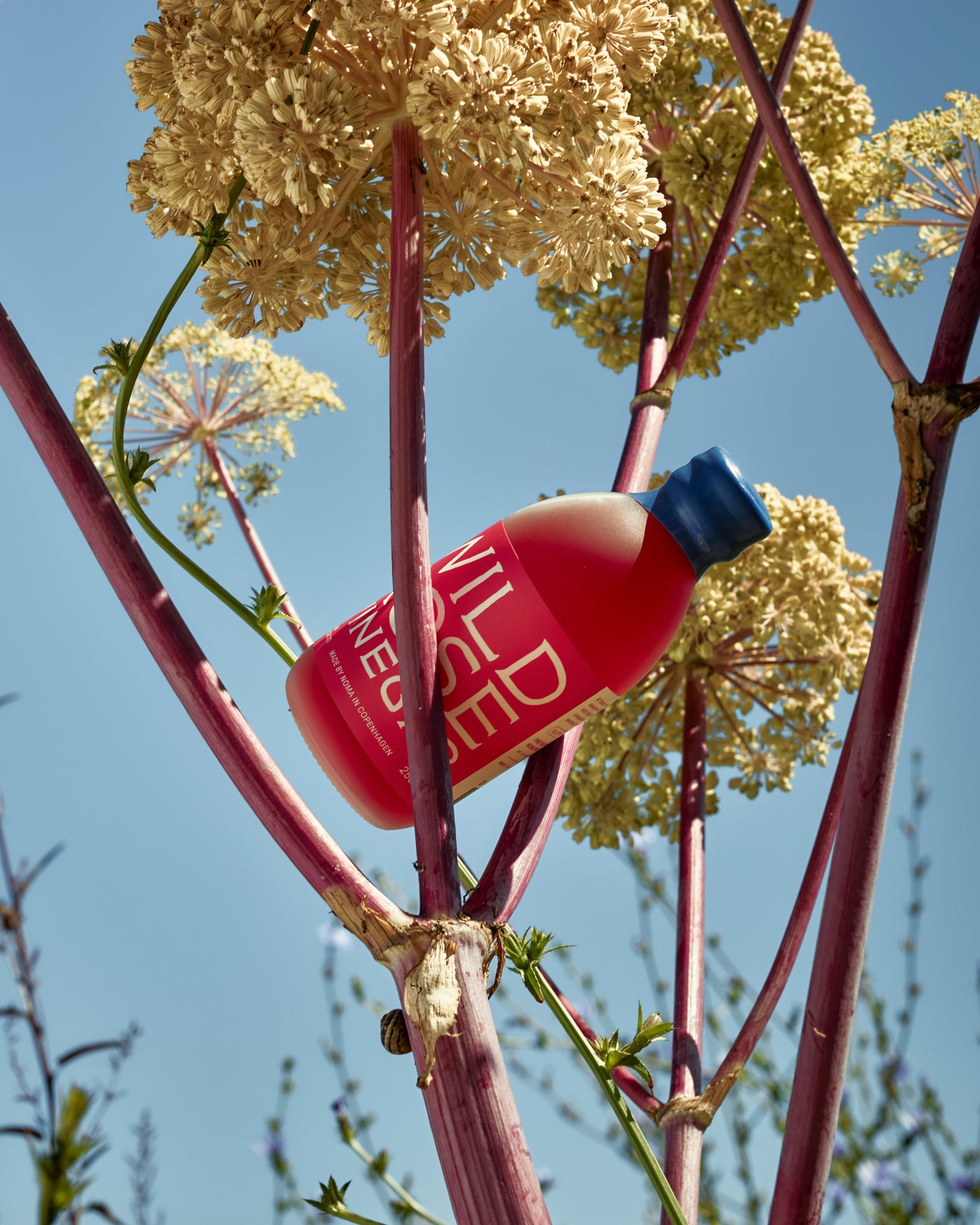 Wild Rose Vinegar