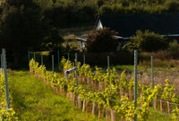 Studio Visit and Wine Tasting with Nina Nørgaard & Joachim Hjerl